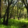 Fertile deep soil and water encourage tree growth in the lower valleys.